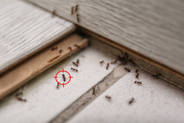 Best Best Pest Control Companies  in Hudson, WI